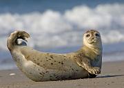 Seehund - Harbor Seal  (Phoca vitulina)